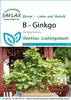 SAFLAX  - Ginkgo - 4 graines - Ginkgo Voir les images du produit 5