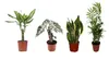 Zimmerpflanzen Set 4er: Alocasia Polly, Bogenhanf, Produktbild-Vorschau 1