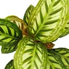 Schattenpflanze mit ausgefallenem Blattmuster - Calathea Produktbild-Vorschau 2