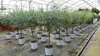 Eucalyptus Gunni Stamm Eukalyptusbaum, 70 - 90 cm, Pflanze Produktbild-Vorschau 1