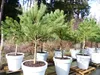 Pinus Pinea Mittelmeerkiefer 250 cm inkl. Pflanzkübel Ø80cm Produktbild-Vorschau 6