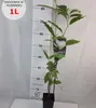 Magnolia Alba Superba 2L Podgląd zdjęcia produktu 7