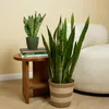 Bloomique - 2er Set - Sansevieria Zeylanica - Bogenhanf - Produktbild-Vorschau 4