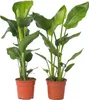 Strelicja - 2 szt - Strelitzia nicolai - Wysokość 55-70cm - Podgląd zdjęcia produktu 1
