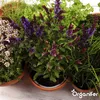 Kräutersamenpaket - 12 essenzielle Arten- Organifer Produktbild-Vorschau 3