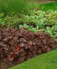 Purpurglöckchen Palace Purple, im Topf - Heuchera Produktbild-Vorschau 12