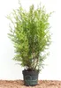 A potted Thuja occidentalis 'Brabant' plant against a white background, with some mulch at the base. Produktbild-Vorschau