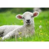 Unsere Bauernhoftiere Ravensburger 05718 Produktbild-Vorschau 4