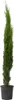 Mittelmeer-Zypresse - Cupressus sempervirens - Höhe 70-80cm Produktbild-Vorschau 2