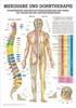 Meridiane u. Dorn Lehrtafel Anatomie 100x70 cm medizinische Produktbild-Vorschau 1