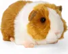 A plush toy guinea pig on a white background. Produktbild-Vorschau