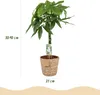 Pachira Aquatica avec tronc tressé – 80-90 cm – 21 cm – Voir les images du produit 3