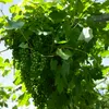 2x Vitis Vinifera 'Vroege van der Laan' - Produktbild-Vorschau 2