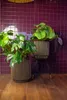 Two potted plants in decorative planters against a tiled wall. Produktbild-Vorschau