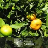 Mandarinier satsuma - agrume méditerranéen - arbre fruitier Voir les images du produit 2