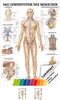 Lymphsystem Mini-Poster Anatomie 34x24 cm medizinische Produktbild-Vorschau 1