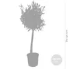 A silhouette of a potted olive tree with size indicators. Produktbild-Vorschau