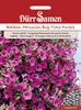 Balkonpetunie Big Time Purple | Balkonpetuniensamen von Produktbild-Vorschau 3