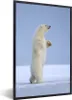 MuchoWow® Gerahmtes Poster Eisbär - Lustig - Schnee - Produktbild-Vorschau 1