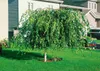 Betula pendula 'Youngii', Hängebirke, 40–60 cm Produktbild-Vorschau 8