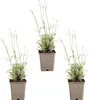 Bloomique - 3er Set - Lavandula Angustifolia Edelweiss - Produktbild-Vorschau 2