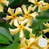 Trachelospermum Jasminoides Star of Toscana, Sternjasmin, Produktbild-Vorschau 1