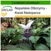 SAFLAX - Nepalskie Olbrzymy - 10 Nasiona - Z podłożem Podgląd zdjęcia produktu 5