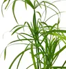 Aquarium Pflanze Cyperus alternifolius Wasserpflanze Produktbild-Vorschau 3