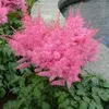 Stauden Gänge 3 x Astilbe arendsii Kollektion - Produktbild-Vorschau 3