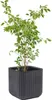 KETER Planter Wood Cube Planter - Rozmiar antracytowy. L Podgląd zdjęcia produktu 5