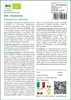 SAFLAX Set regalo -- Rosmarino - 40 semi - Rosmarinus Anteprima dell’immagine prodotto 3