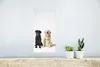 MuchoWow® Poster Zwei Labrador Retriever zusammen im Studio Produktbild-Vorschau 5