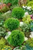 Thuja occidentalis 'Danica', Kugel-Lebensbaum, immergrün, Produktbild-Vorschau 11