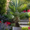 Chinesische Hanfpalme - Trachycarpus Fortunei - Höhe Produktbild-Vorschau 6