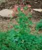 Aquilegia canadensis, Akelei, rot-gelb, ca. 9x9 cm Topf Produktbild-Vorschau 1