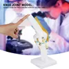 Anatomický model kostry, model kolenního kloubu, výukové Náhled obrázku produktu 7