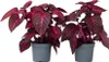 Blutblatt - 2 Stk - Iresine herbstii - Höhe 20-30cm - ⌀13cm Produktbild-Vorschau 1