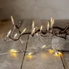 LED Lichterkette Pisello - Weihnachtslichterkette - 35 warmweiße LED - L: 5,1m - für Innen Produktbild-Vorschau