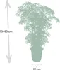 Polyscias fruticosa - aralia - Ø21cm - Ø75cm - tropikalna Podgląd zdjęcia produktu 4