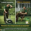 Microjetel à petites feuilles + Herbe : semences vivaces Voir les images du produit 8
