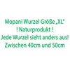 Mopani koreň veľkosť XL // Pravé drevo koreň akvárium Náhľad obrázku produktu 2