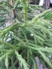Japanische Sicheltanne Spiralis - Cryptomeria japonica - Produktbild-Vorschau 2