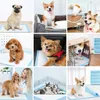 100 Stück Trainingsunterlagen 60 x 60 cm für Hunde Welpen Produktbild-Vorschau 10