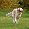 Karlie Snack Dummy - Hundespielzeug - Teflon - Schwarz/Rot Produktbild-Vorschau 10