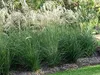 Stauden Gänge 1 x Miscanthus sinensis im 1 Liter Topf - Produktbild-Vorschau 7