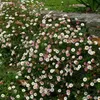 6 x Spanisches Gänseblümchen - Erigeron karvinskianus  | Produktbild-Vorschau 1