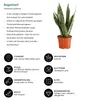 Dehner Teufelszunge, Sansevieria zeylanica, grün Produktbild-Vorschau 2