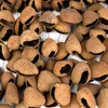 SELA Shaker SESDC3, mehrreihig, aus Pangi-Samen und Produktbild-Vorschau 4