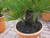 Winterharte Zwergpalme 120 cm Chamaerops humilis Eine der Produktbild-Vorschau 3