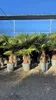 Trachycarpus Fortunei Palmier éventail chinois, 140-160 cm, Voir les images du produit 1